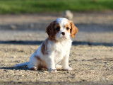4 chiots Cavaliers King Charles LOF &agrave; r&eacute;server