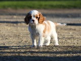 4 chiots Cavaliers King Charles LOF &agrave; r&eacute;server