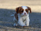 4 chiots Cavaliers King Charles LOF &agrave; r&eacute;server