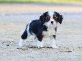 4 chiots Cavaliers King Charles LOF &agrave; r&eacute;server