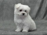 1 chiot m&acirc;le Bichon Maltais LOF en vente