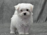 1 chiot m&acirc;le Bichon Maltais LOF en vente