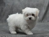 1 chiot m&acirc;le Bichon Maltais LOF en vente