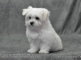 1 chiot m&acirc;le Bichon Maltais LOF en vente