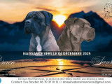 3 chiots Cane Corso LOF à réserver