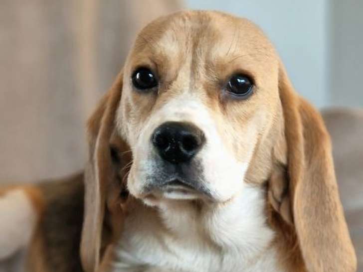 Chiot femelle Beagle disponible à la vente (LOF)