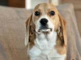 Chiot femelle Beagle disponible à la vente (LOF)