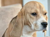 Chiot femelle Beagle disponible à la vente (LOF)
