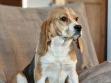 Chiot femelle Beagle disponible à la vente (LOF)