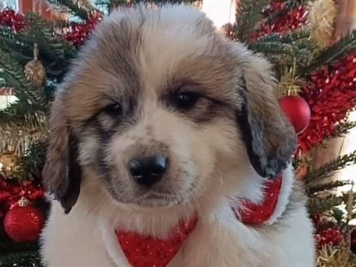 4 Chien de Montagne des Pyrénées femelles LOF à réserver