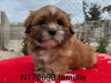 Chiots Lhassa Apso disponibles &agrave; l&rsquo;achat (LOF)