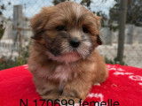 Chiots Lhassa Apso disponibles &agrave; l&rsquo;achat (LOF)
