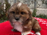 Chiots Lhassa Apso disponibles &agrave; l&rsquo;achat (LOF)