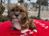 Chiots Lhassa Apso disponibles &agrave; l&rsquo;achat (LOF)
