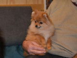 1 chiot Spitz nain m&acirc;le LOF &agrave; vendre