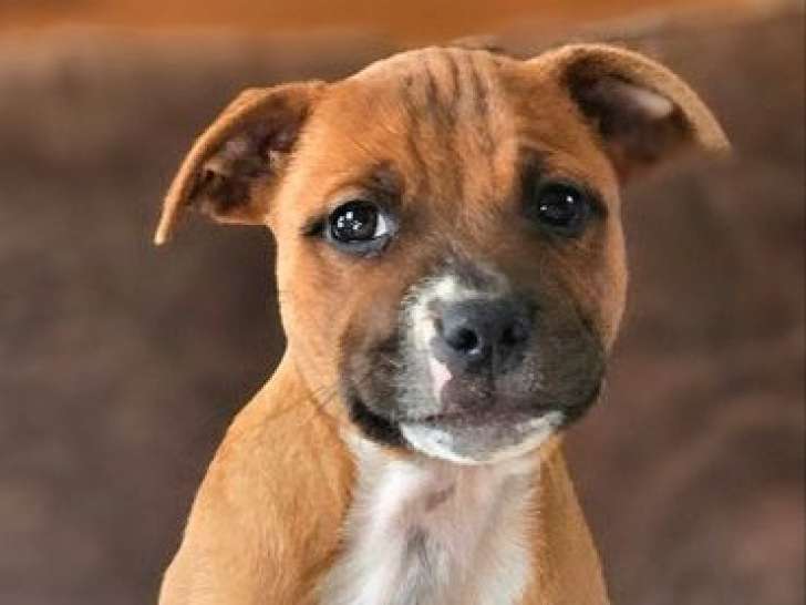 1 chiot mâle Staffordshire Bull Terrier à vendre (LOF)