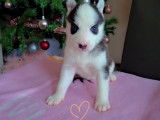 Chiots Husky &agrave; vendre