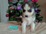 Chiots Husky à vendre