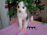 Chiots Husky à vendre