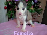 Chiots Husky à vendre