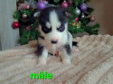 Chiots Husky à vendre