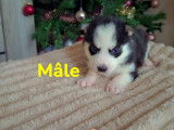 Chiots Husky à vendre