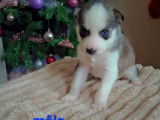 Chiots Husky à vendre