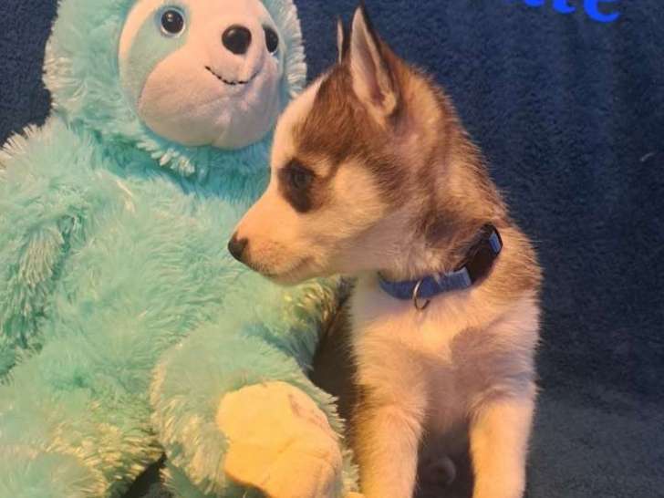 Chiots Husky à vendre