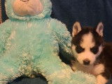 Chiots Husky à vendre