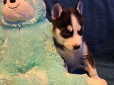 Chiots Husky à vendre