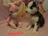 Chiots Husky à vendre