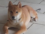 Chiot m&acirc;le Shiba Inu &agrave; vendre