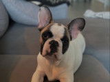 Vince, mâle Bouledogue Français disponible pour saillie