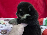 Véritables chiots Spitz Nain Poméranien LOF type ourson à vendre