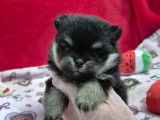 Véritables chiots Spitz Nain Poméranien LOF type ourson à vendre