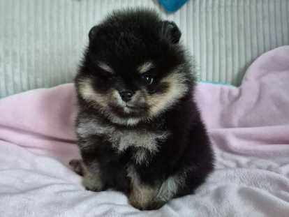 V&eacute;ritable femelle Spitz Naine Pom&eacute;ranienne LOF  ourson