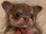 Chiot femelle Chihuahua lavande et tan &agrave; vendre