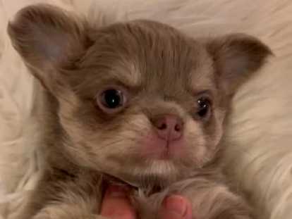 Chiot femelle Chihuahua lavande et tan &agrave; vendre