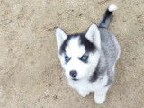 Chiot Husky &agrave; vendre