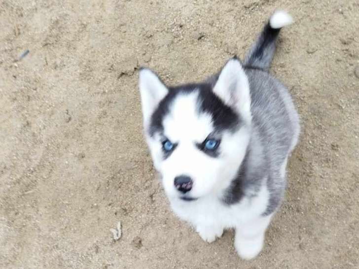 Chiot Husky à vendre