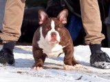 Chiot mâle American bully à vendre