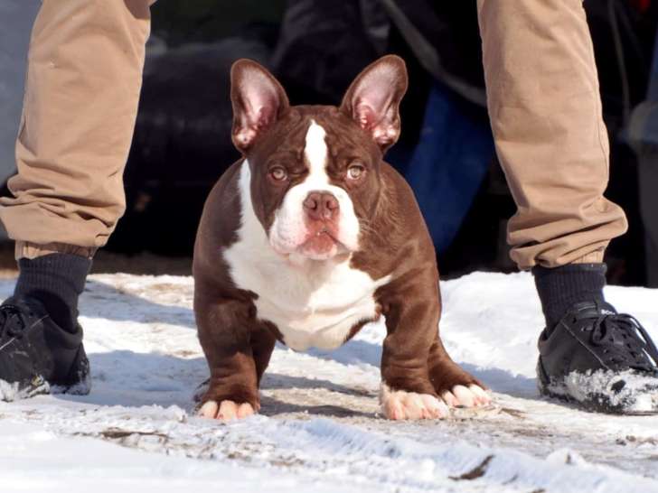 Chiot mâle American bully à vendre