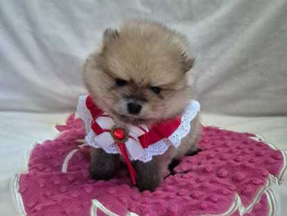 Derniere merveilleuse femelle Spitz Naine &agrave; r&eacute;server