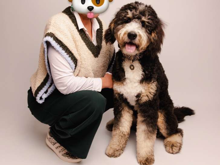 Chiot Ultra Bernedoodle standard