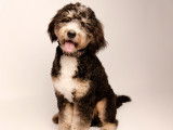 Chiots Ultra Bernedoodle &agrave; vendre