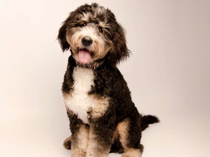 Chiots Ultra Bernedoodle &agrave; vendre