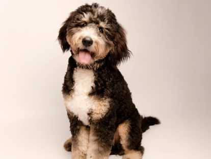 Chiots Ultra Bernedoodle &agrave; vendre