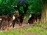 Chiots Ultra Bernedoodle &agrave; vendre