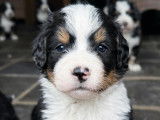 Chiot Ultra Bernedoodle standard