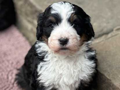 Chiot Ultra Bernedoodle standard